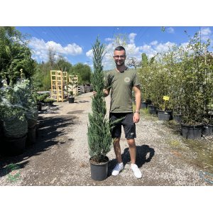 Borievka skalná (Juniperus scopulorum) ´BLUE ARROW´ - výška 125-150 cm, kont. C15L